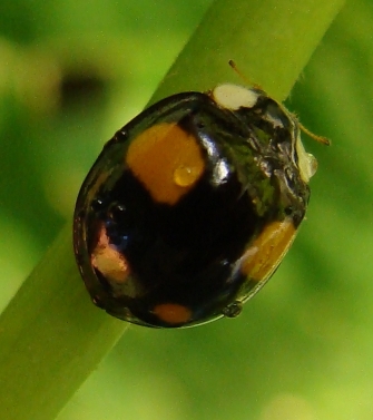 Coccinelle del Parco di Monza